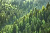 How Global Deforestation Impacts Local Ecosystems and Biodiversity