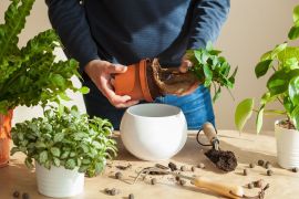 Transform Your Indoor Garden with These Must-Have High-Tech Gardening Tools